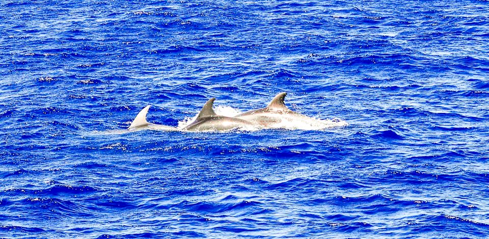 Mallorca: Dolphin Watching Cruise - Price and value: is $54 a good deal for this cruise?