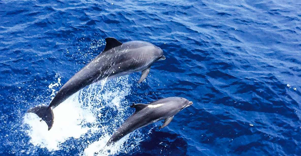 Mallorca: Dolphin Watching Cruise - Where you meet in Paguera and Santa Ponsa (and what to do first)