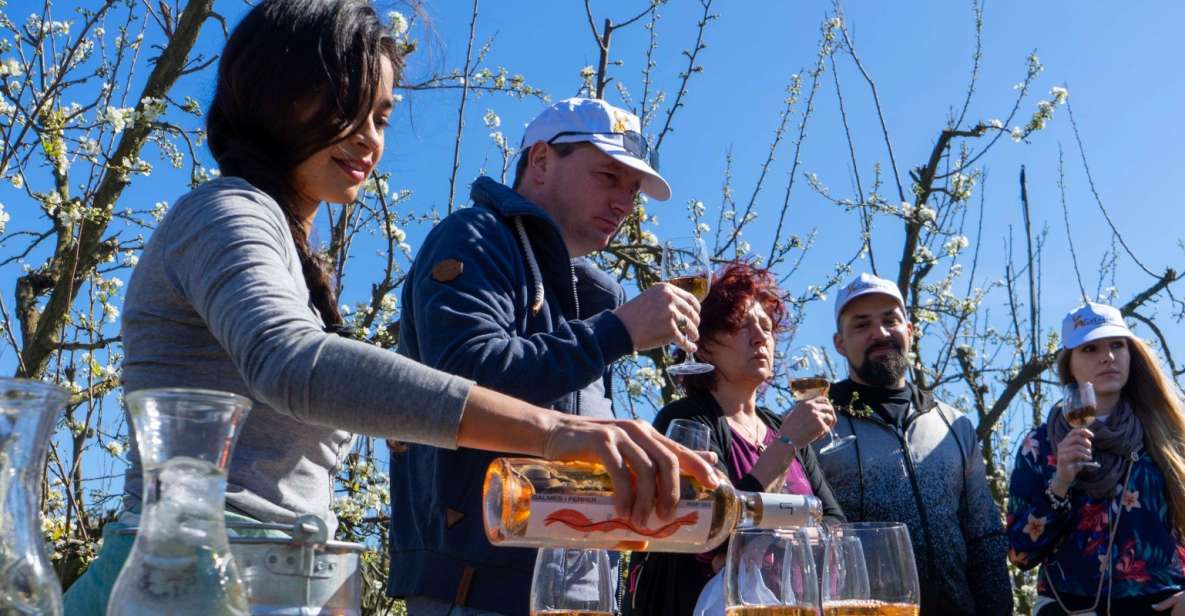 Mallorca: Full-Day Winery Small Group Tour - Vineyard #1: Where the Day Starts with Wine Growing History