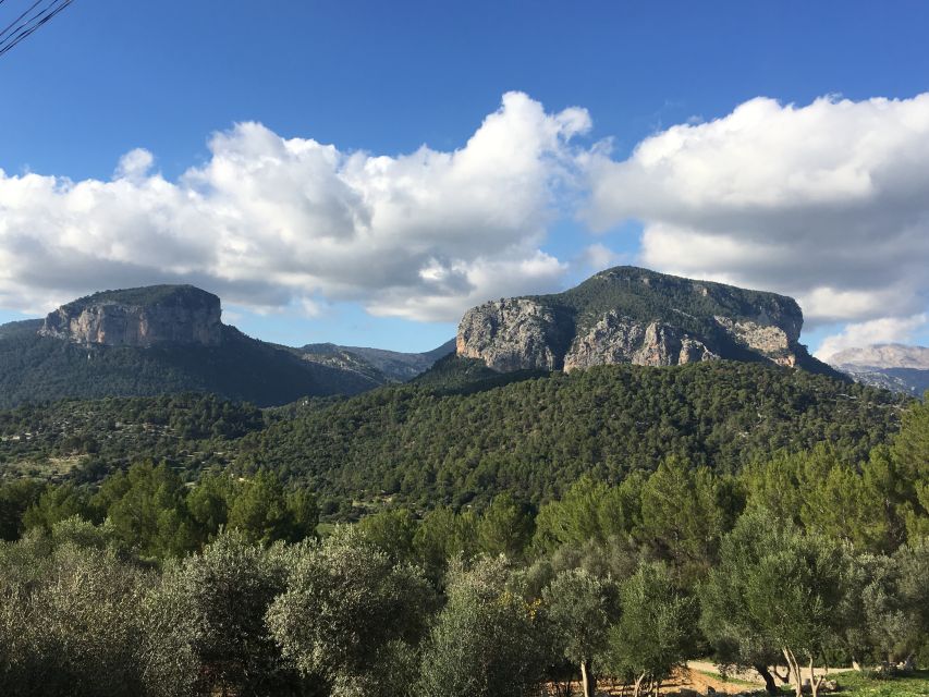 Mallorca: Full-Day Winery Small Group Tour - What the 3 Tastings Really Add Up To in 8 Hours