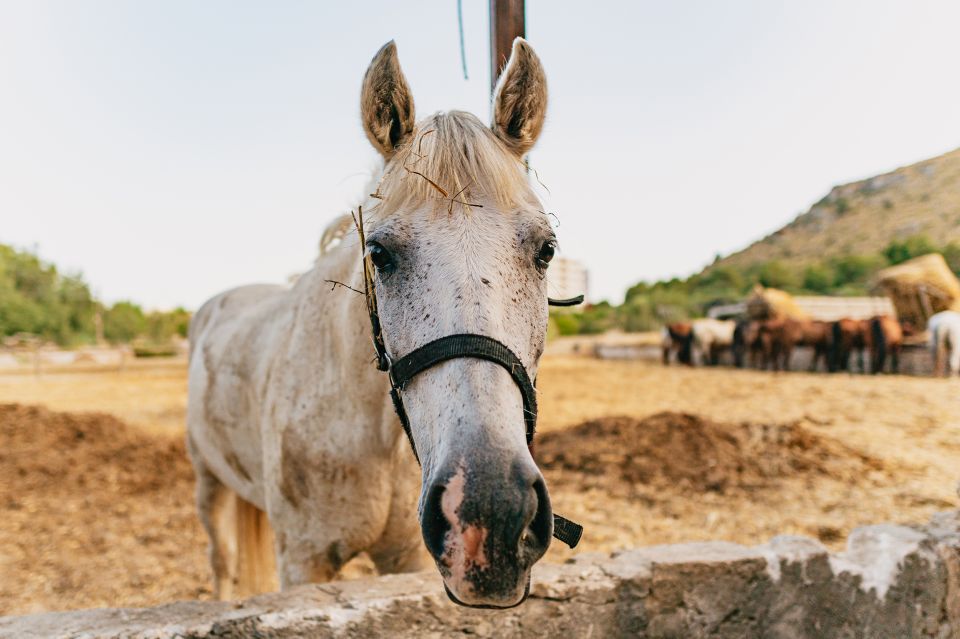 Mallorca: Horseback Riding Experience with Food Options - Entering Ranxo Ses Roques: the farm part that makes this ride different