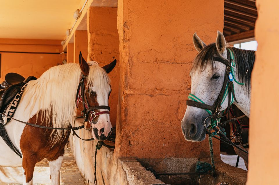 Mallorca: Horseback Riding Experience with Food Options - Views over Alcudia bay: why this route feels special