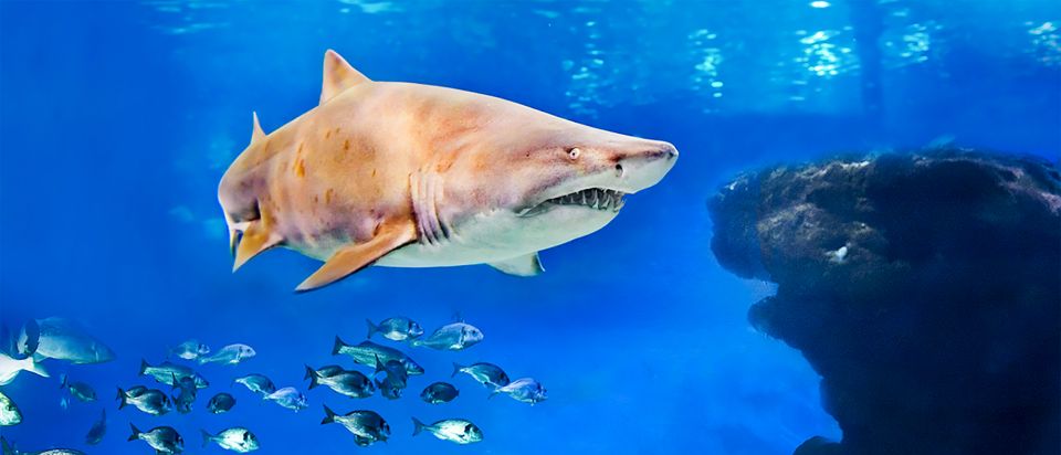 Mallorca: Palma Aquarium Entry Ticket w/ Optional 3D Cinema - The 8 Themed Habitats Walk: Mediterranean to Medusarium