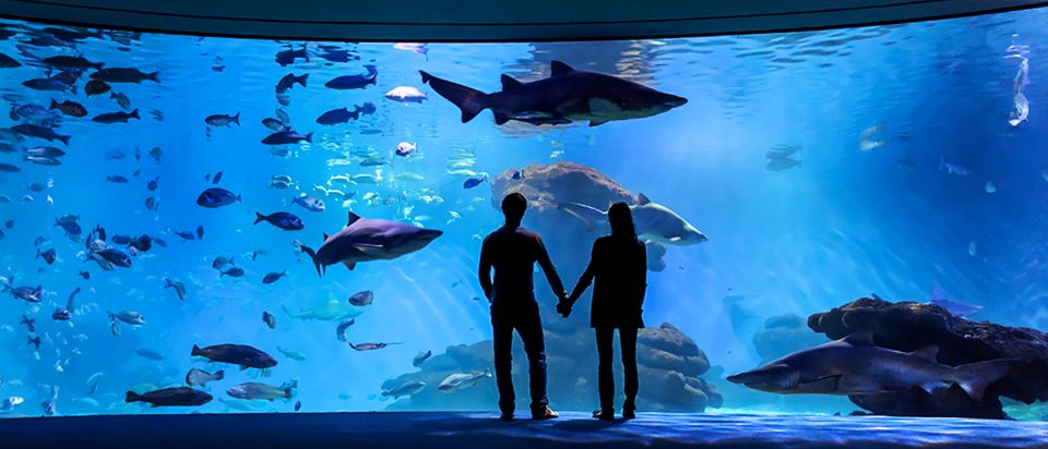 Mallorca: Palma Aquarium Entry Ticket w/ Optional 3D Cinema - Daily Feedings: Sharks, Rays, Turtles, and Piranhas