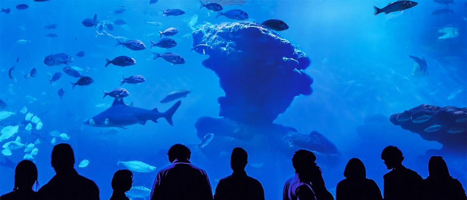 Mallorca: Palma Aquarium Entry Ticket w/ Optional 3D Cinema - When to Go and How to Avoid a Rushed Visit