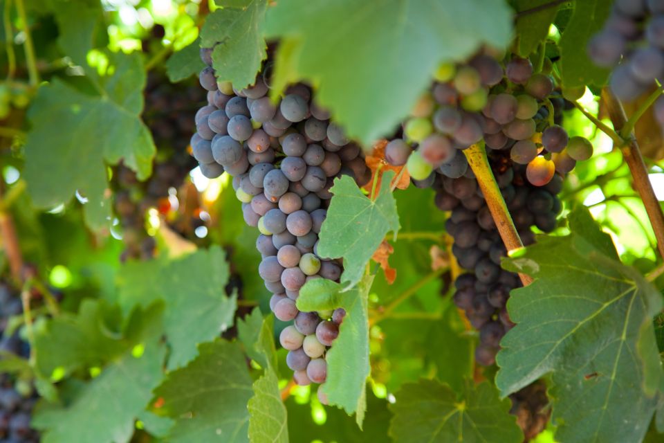Mallorca: Private Wine Tour with Tasting and Picnic - Should You Book This Mallorca Private Wine Tour?