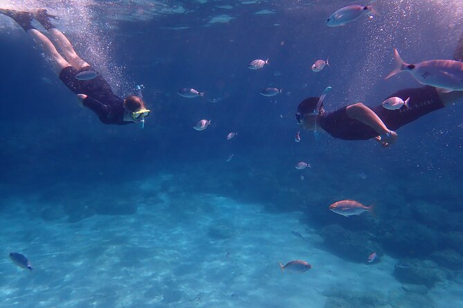 Mallorca: Snorkeling in a Beautiful Nature Reserve - Key Things I’d Focus On Before You Go