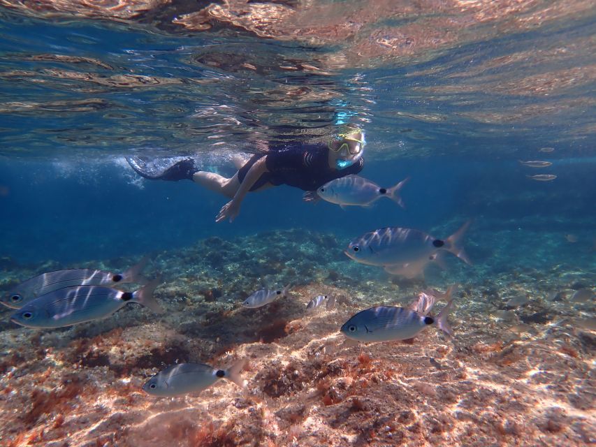 Mallorca: Snorkeling in a Beautiful Nature Reserve - Who This Tour Is Best For (And Who Might Want a Different Plan)