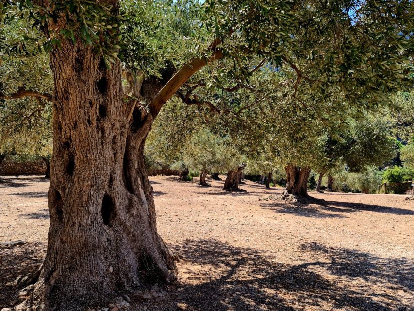 Mallorca: Tramuntana Mountains Tour with Local Guide & Lunch - Key things to love about this Tramuntana day