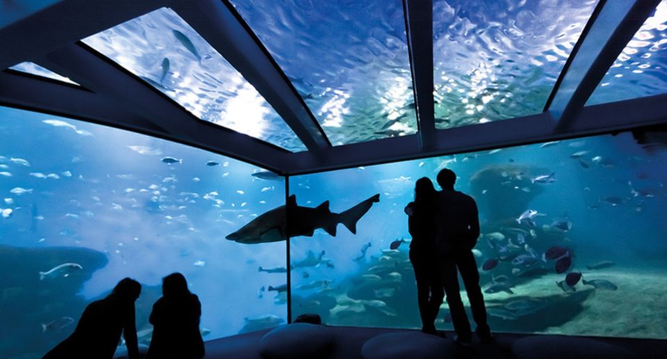 Palma: Palma Aquarium Ticket with Transfer Service - Optional add-ons: 3D Cinema and Shark Vision Boat