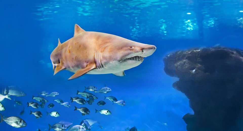 Palma: Palma Aquarium Ticket with Transfer Service - Palma Aquarium transfer: what the one-day plan really feels like