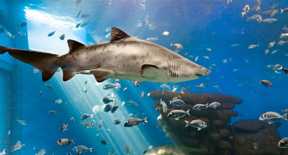 Palma: Palma Aquarium Ticket with Transfer Service - Stop at Palma Aquarium: skip-the-line entry and your best strategy