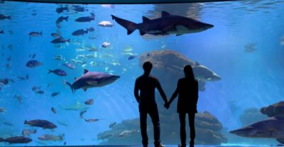 Palma: Palma Aquarium Ticket with Transfer Service - Your pickup and coach ride: how to plan the morning