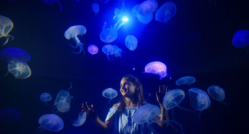 Palma: Palma Aquarium Ticket with Transfer Service - Coral exhibition and ocean experts in 8 thematic areas