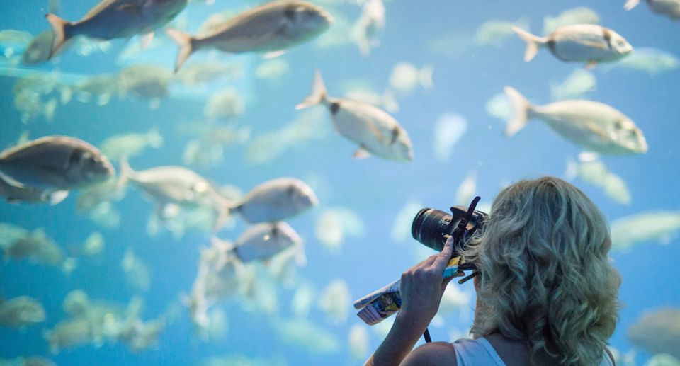 Palma: Palma Aquarium Ticket with Transfer Service - Interactive activities for kids (and adults who like them too)