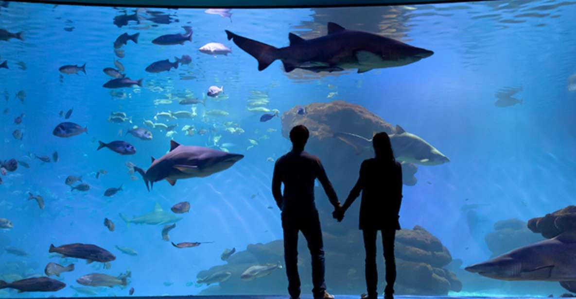 Palma: Palma Aquarium Ticket with Transfer Service - Your pickup and coach ride: how to plan the morning