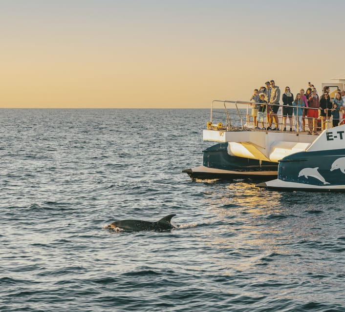 Port d'Alcudia: Sunrise at Sea & Dolphin Watching Boat Tour - Dolphin Watching in Mallorca: how the crew gets you close without crowding