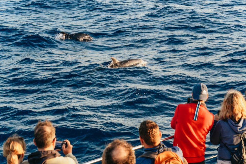Port d'Alcudia: Sunrise at Sea & Dolphin Watching Boat Tour - How the Day Flows: from dark sea to dolphins to the return cruise