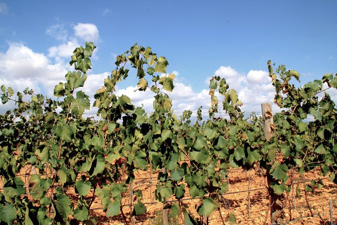 Sa Clasta Mallorca Wine Tours - Private Tour Feel for Small Groups (and Why Minimum Numbers Matter)