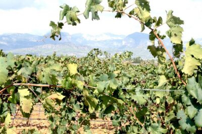 Sa Clasta Mallorca Wine Tours - Wine Tasting Plus Pa Amb Oli Lunch: The Mallorca Part You Shouldn’t Skip