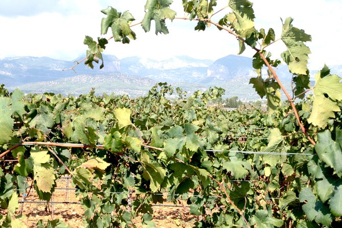 Sa Clasta Mallorca Wine Tours - Wine Tasting Plus Pa Amb Oli Lunch: The Mallorca Part You Shouldn’t Skip