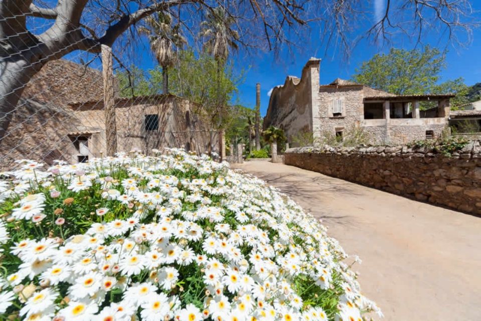 Sóller: Jardines de Alfabia Entrance Ticket - The Arab gardens and the long plane-tree avenue: cool shade and design cues