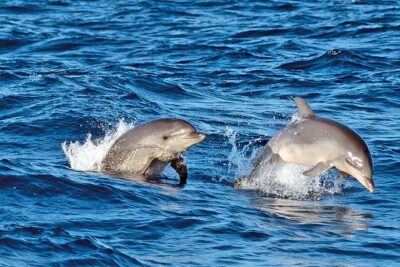 Sunrise Boat Trip in Mallorca with Dolphin-Watching - Price and value: is $74.49 a fair deal