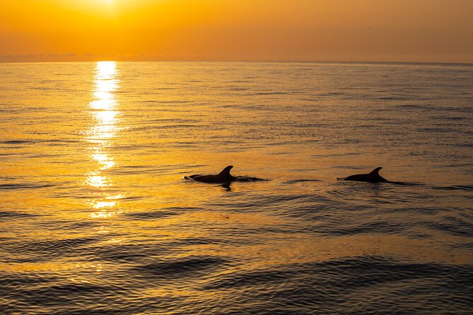 Sunrise Boat Trip in Mallorca with Dolphin-Watching - Getting the timing right: sunrise is the whole point