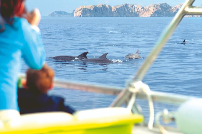 Sunrise Boat Trip in Mallorca with Dolphin-Watching - The boat experience: catamaran time, shared space, and viewing spots
