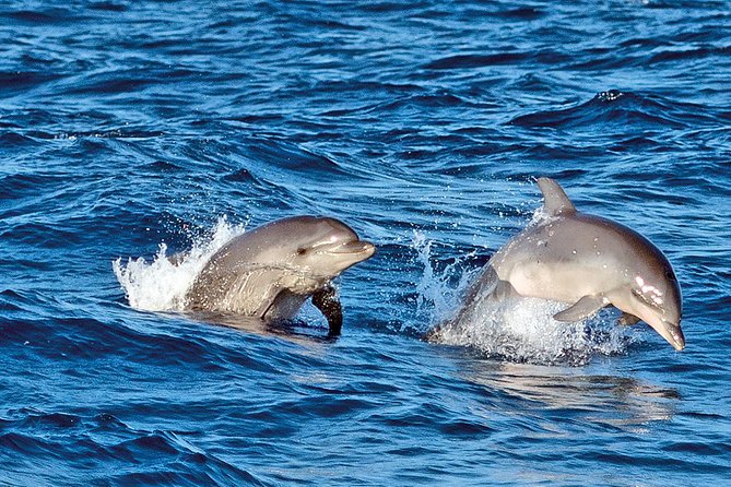 Sunrise Boat Trip in Mallorca with Dolphin-Watching - Price and value: is $74.49 a fair deal