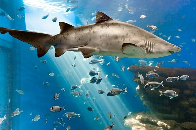 Ticket Palma Aquarium - Whale exhibits and 3D cinema: the moments that give you something to remember