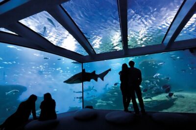 Ticket Palma Aquarium - The route: 1 km of habitats and what each section adds