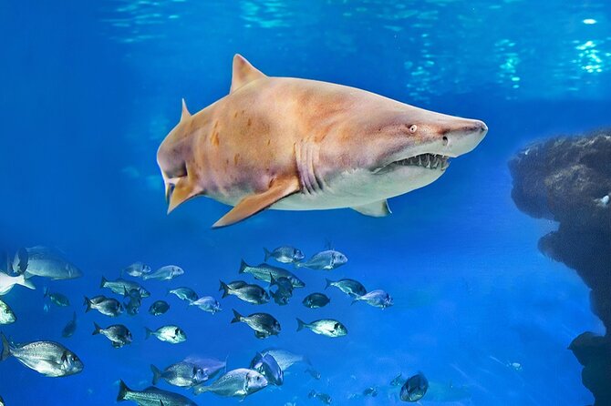 Ticket Palma Aquarium - Shark feeding in the main tank: why this highlight changes the atmosphere