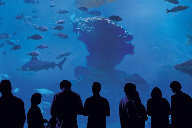Ticket Palma Aquarium - Kids’ play zones and splash time: a smart use of your hot-day schedule