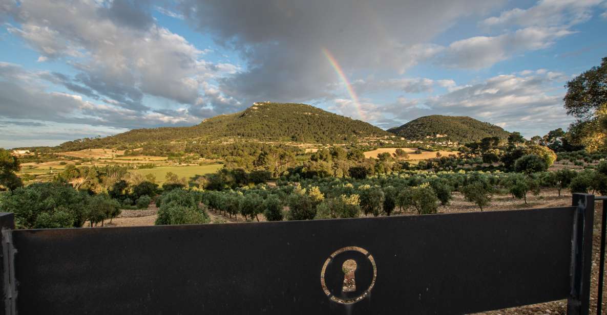 Visit of the olive grove, olive oil tasting and snack - Entering Treurer EVOO: what this tour is really about