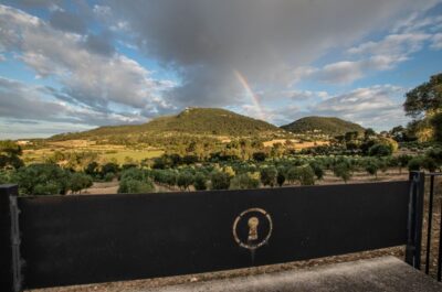 Visit of the olive grove, olive oil tasting and snack - The 50-minute guided portion: production explained on site