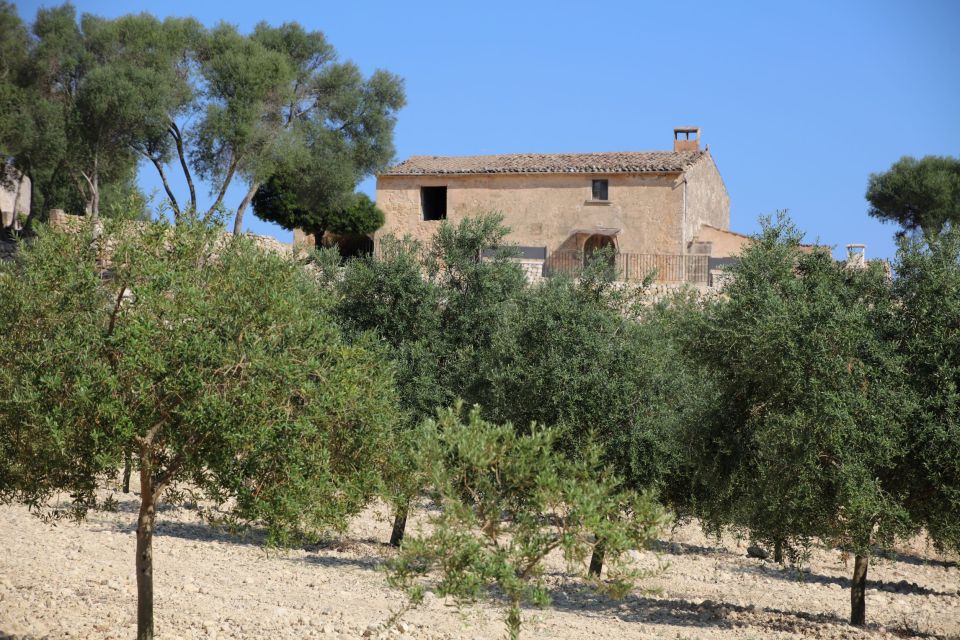 Visit of the olive grove, olive oil tasting and snack - Value check: does $58 make sense for Mallorca?
